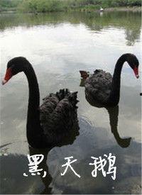 黑天鹅最新爆料视频,揭秘惊天秘密，颠覆传统认知  第3张