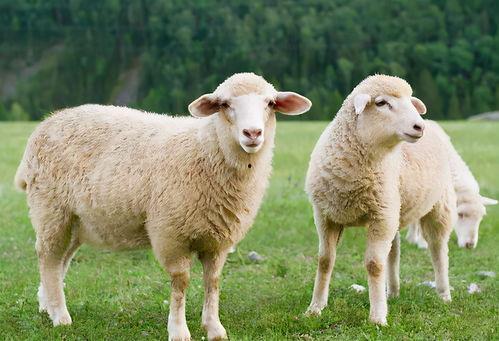 娱乐吃瓜酱羊羊,羊羊酱带你领略娱乐圈风云变幻 第1张 娱乐吃瓜酱羊羊,羊羊酱带你领略娱乐圈风云变幻 第1张